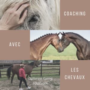 Coaching avec les Chevaux